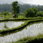 Bali 200887.jpg