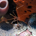 Bonaire 200513.jpg