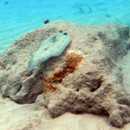 Bonaire 200514.jpg