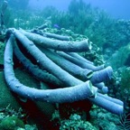 Bonaire 200515.jpg