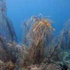 Bonaire 200516.jpg