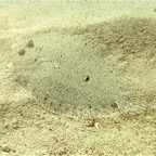 Bonaire 200518.jpg
