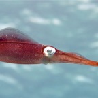 Bonaire 200521.jpg