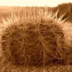 Bonaire 200524.jpg