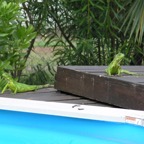 Bonaire 200526.jpg