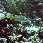 Bonaire 200527.jpg