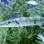 Bonaire 200529.jpg
