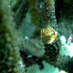 Bonaire 200530.jpg