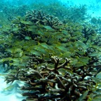 Bonaire 200531.jpg