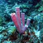 Bonaire 200533.jpg