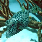 Bonaire 200535.jpg