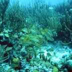 Bonaire 200537.jpg