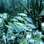 Bonaire 200538.jpg