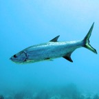 Bonaire 200540.jpg
