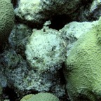 Bonaire 200542.jpg