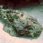 Bonaire 200546.jpg