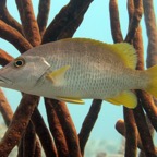 Bonaire 200548.jpg