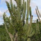 Bonaire 200554.jpg