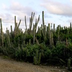 Bonaire 200559.jpg