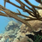 Bonaire 200562.jpg