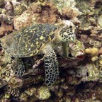 Bonaire 200564.jpg
