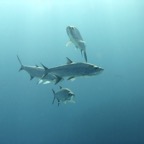 Bonaire 200566.jpg