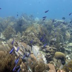 Bonaire 200567.jpg