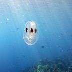 Bonaire 200569.jpg