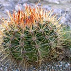 Bonaire 200580.jpg