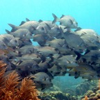 Bonaire 200581.jpg