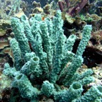 Bonaire 200582.jpg