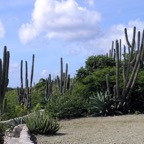 Bonaire 200587.jpg
