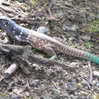 Bonaire 200590.jpg