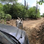 Bonaire 200592.jpg