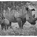BotswanaSimbabwe - 8.jpg