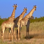 BotswanaSimbabwe - 21.jpg