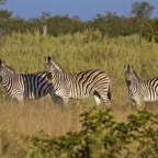 BotswanaSimbabwe - 22.jpg