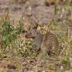 BotswanaSimbabwe - 37.jpg
