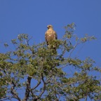 BotswanaSimbabwe - 42.jpg