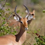 BotswanaSimbabwe - 43.jpg