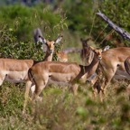 BotswanaSimbabwe - 44.jpg