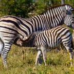 BotswanaSimbabwe - 45.jpg