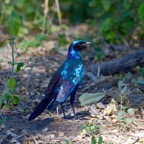 BotswanaSimbabwe - 53.jpg