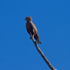 BotswanaSimbabwe - 54.jpg