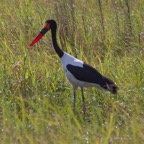 BotswanaSimbabwe - 55.jpg