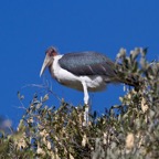 BotswanaSimbabwe - 57.jpg