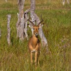 BotswanaSimbabwe - 64.jpg