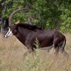 BotswanaSimbabwe - 74.jpg