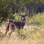 BotswanaSimbabwe - 88.jpg
