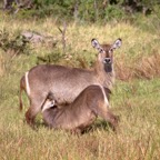 BotswanaSimbabwe - 90.jpg